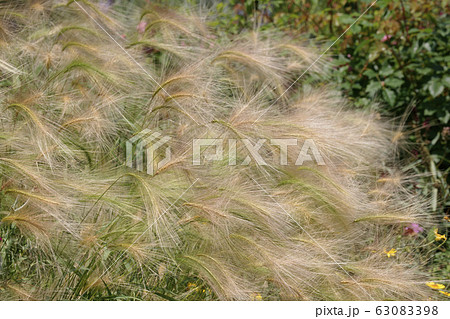 ホソノゲムギ 63083398