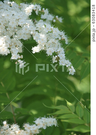 ニワナナカマド 63083418