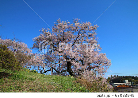 茶園の桜(福島県・二本松市) 茶園の桜(福島県・二本松市) 63083949