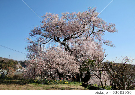 茶園の桜(福島県・二本松市) 茶園の桜(福島県・二本松市) 63083950