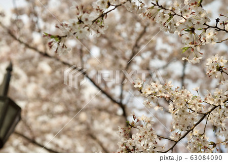 桜 63084090