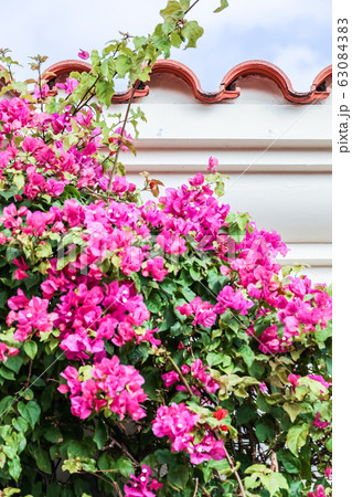 ブーゲンビリア 63084383
