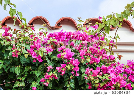 ブーゲンビリア 63084384