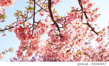 河津桜 河津桜 63084857