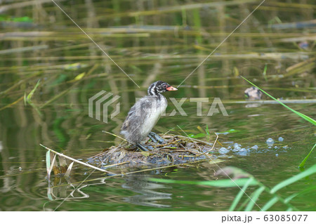 巣の上で親を待つカイツブリの幼鳥 63085077