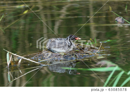 巣の上で親を待つカイツブリの幼鳥 63085078