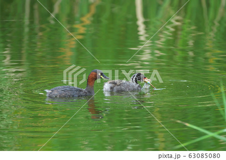 親鳥からもらったエサをくわえるカイツブリの幼鳥 63085080