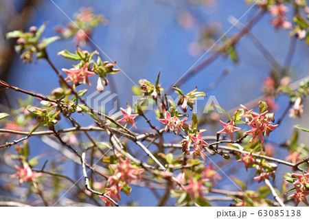 ウグイスカグラ(鶯神楽) ウグイスカグラ(鶯神楽) 63085138