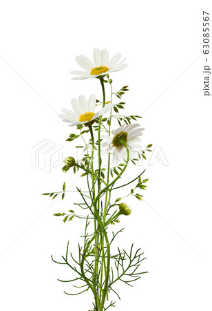 Bouquet of daisy flowers and grass Bouquet of daisy flowers and grass 63085567