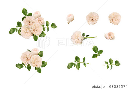 Set of rose flowers, buds, leaves and floral arrangements Set of rose flowers, buds, leaves and floral arrangements 63085574
