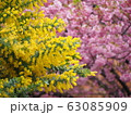 ミモザと河津桜 63085909