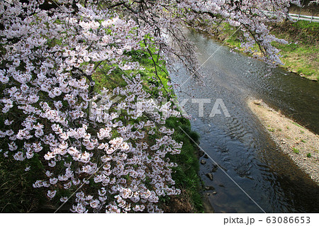 北須川・今出川の桜（福島県・石川町） 63086653