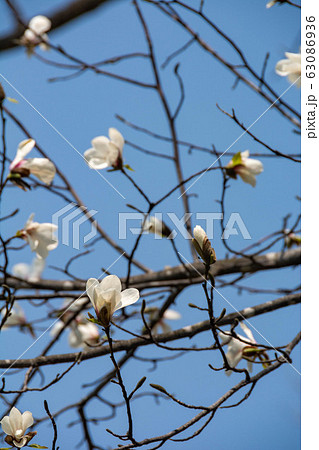 青空とコブシの花 63086936