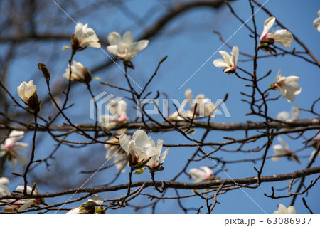 青空とコブシの花 63086937