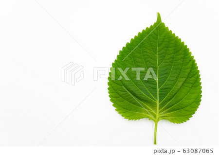 えごまの葉 白背景 えごまの葉 白背景 63087065