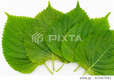 えごまの葉　白背景 63087081