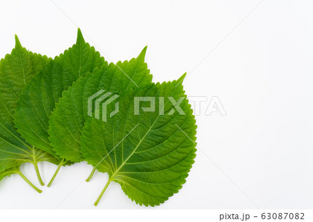 えごまの葉 白背景 えごまの葉 白背景 63087082