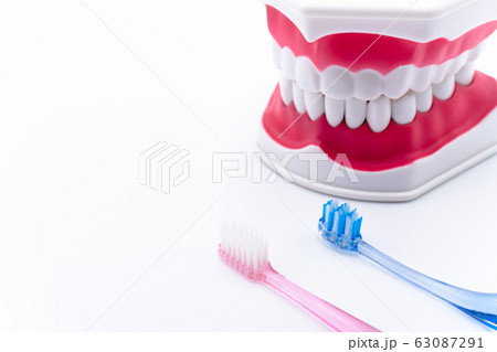 歯磨き　歯型模型 63087291