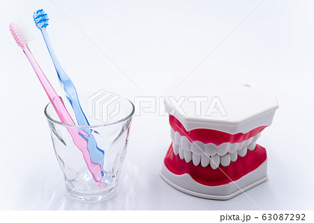 歯磨き 歯型模型 歯磨き 歯型模型 63087292