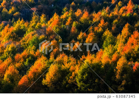 夕陽に映える紅葉の森 夕陽に映える紅葉の森 63087345