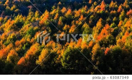 夕陽に映える紅葉の森 夕陽に映える紅葉の森 63087349