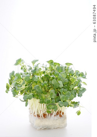 かいわれ大根 63087494