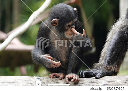 チンパンジー チンパンジー 63087495