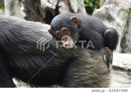 チンパンジー チンパンジー 63087496