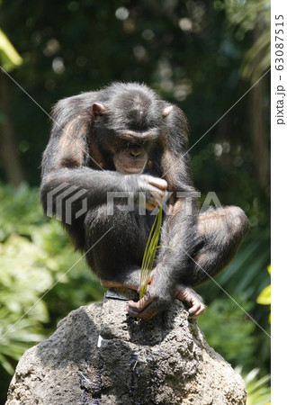 チンパンジーの画像素材 ピクスタ