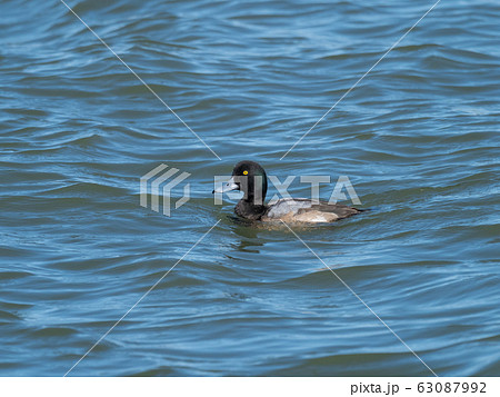 泳ぐスズガモ 63087992