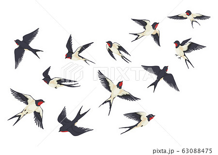 Flying birds flock. Cartoon hand drawn swallows in fight with different poses, kids illustration isolated on white. Vector set 63088475