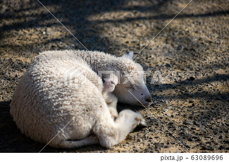 羊の写真素材 [63089696] - PIXTA
