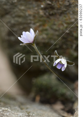 花 野生の花 キジの風花 63090237