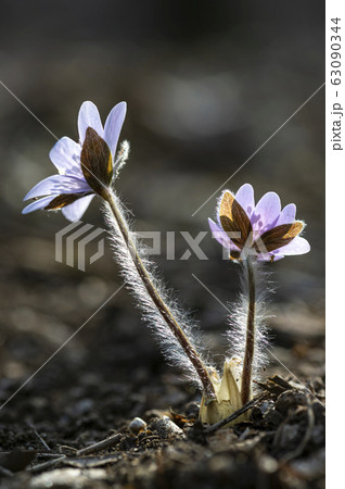花 野生の花 キジの風花 63090344