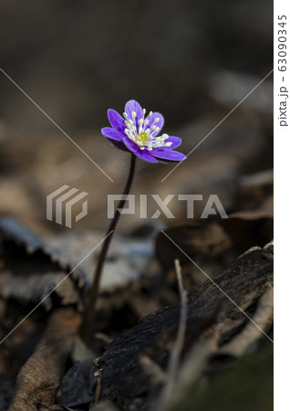 花 野生の花 キジの風花 63090345