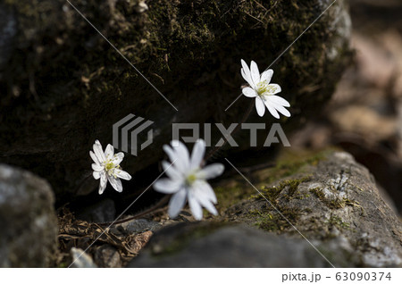 花 野生の花 キジの風花 63090374
