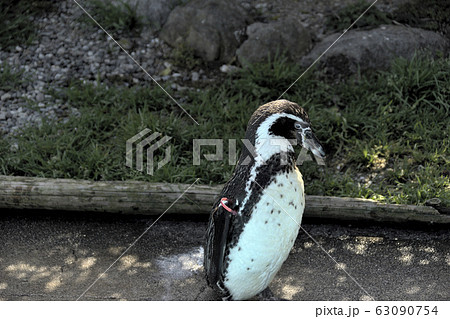 ペンギン 63090754