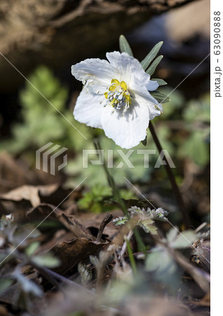 花 野生の花 キジの風花 63090888