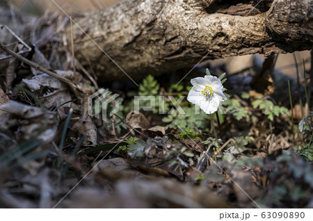 花 野生の花 キジの風花 63090890
