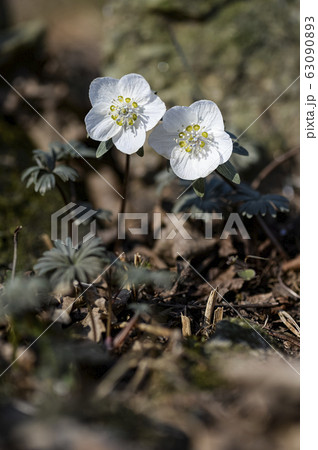 花 野生の花 キジの風花 63090893