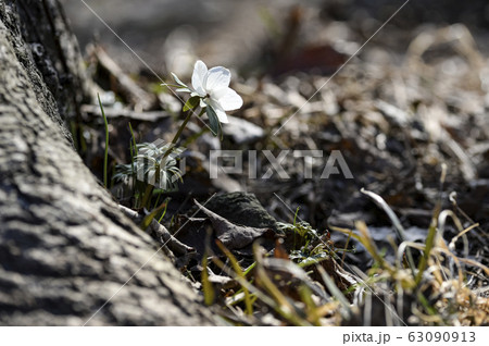 花 野生の花 キジの風花 63090913