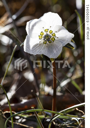 花 野生の花 キジの風花 63090941