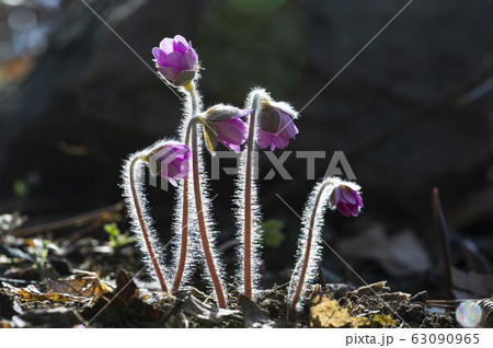 花 野生の花 キジの風花 63090965