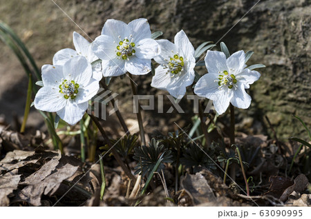 花 野生の花 キジの風花 63090995