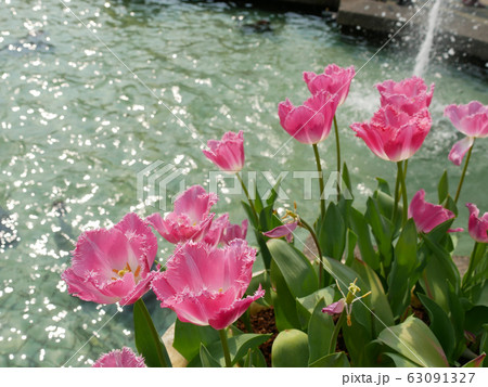 花 フラワー お花 63091327