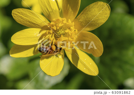 花の蜜を吸うミツバチ 花の蜜を吸うミツバチ 63091862