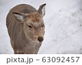 シカ 63092457