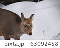 シカ 63092458