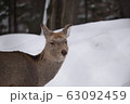 シカ 63092459