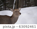 シカ 63092461